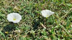 Convolvulaceae