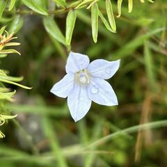 Wahlenbergia albomarginata
