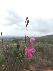Encyclia