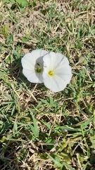 Convolvulaceae