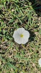Convolvulaceae