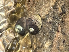 Nerita atramentosa