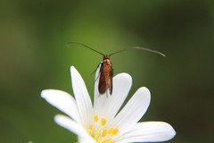 Cauchas rufimitrella