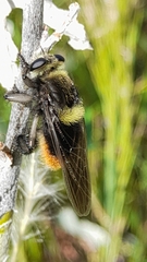 Mallophora ruficauda