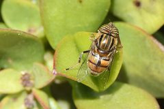 Eristalinus barclayi