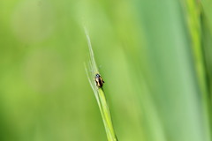 Phyllotreta striolata