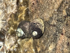 Nerita atramentosa
