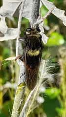 Mallophora ruficauda