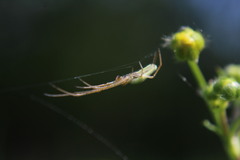 Tetragnatha