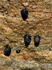 Nerita atramentosa