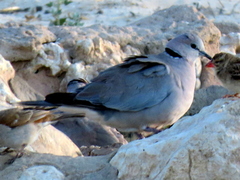 Streptopelia capicola damarensis