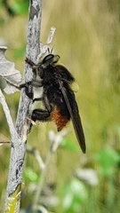 Mallophora ruficauda