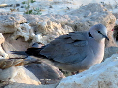 Streptopelia capicola damarensis