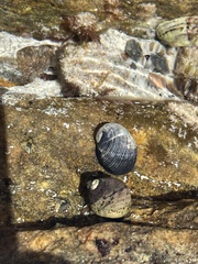Nerita atramentosa