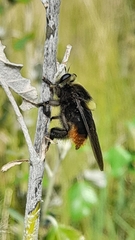 Mallophora ruficauda