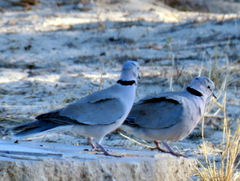 Streptopelia capicola damarensis