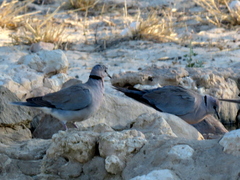 Streptopelia capicola damarensis