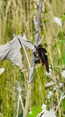 Mallophora ruficauda