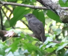 Lipaugus vociferans
