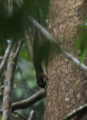 Microsciurus flaviventer