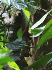 Microsciurus flaviventer
