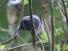 Thamnophilus schistaceus