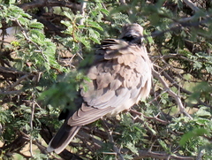 Streptopelia capicola damarensis