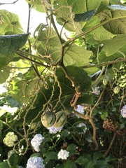 Solanum betaceum