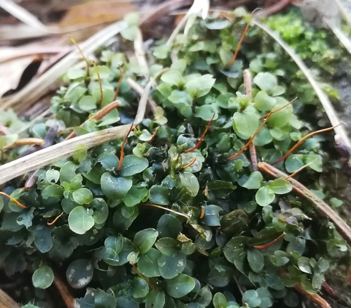merík bodkovaný (Rhizomnium punctatum)