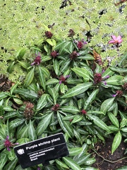 Justicia scheidweileri