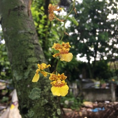 Oncidium sphacelatum