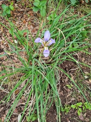 Iris unguicularis