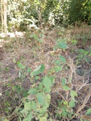 Malvastrum americanum