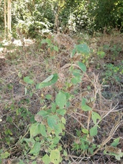 Malvastrum americanum