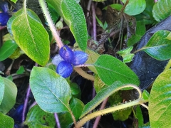 Coccocypselum lanceolatum