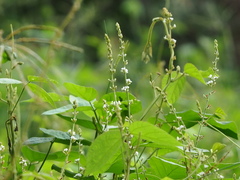 Glycine longicauda (Glycine longicauda)