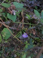 Ipomoea meyeri