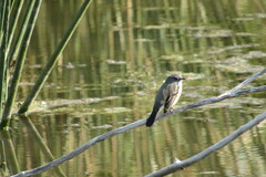 Serpophaga nigricans