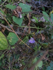 Ipomoea meyeri