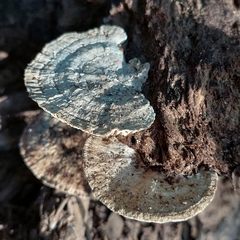Trametes betulina