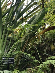 Rosenbergiodendron densiflorum