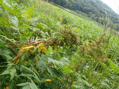 Eriophyes rhoinus