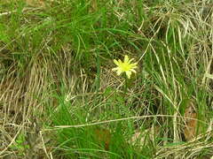 Takhtajaniantha austriaca