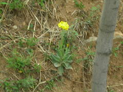 Tephroseris kirilowii