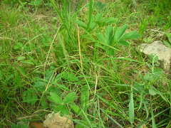 Pulsatilla chinensis