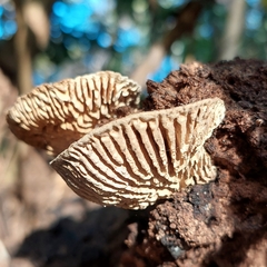 Trametes betulina