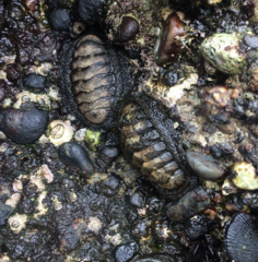 Chiton granosus
