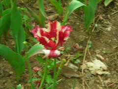 Tulip mosaic virus