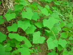 Menispermum dauricum