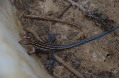 Aspidoscelis hyperythrus beldingi